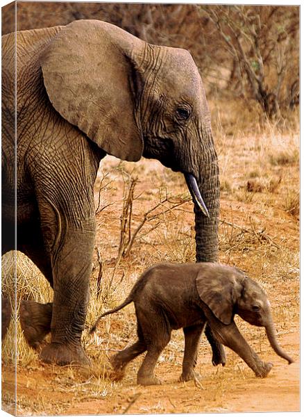 JST2630 Mother and child Canvas Print by Jim Tampin