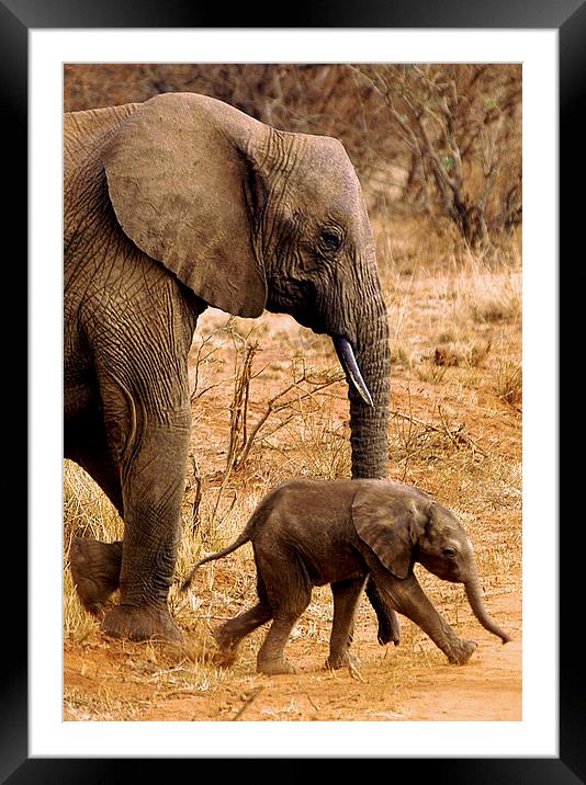 JST2630 Mother and child Framed Mounted Print by Jim Tampin