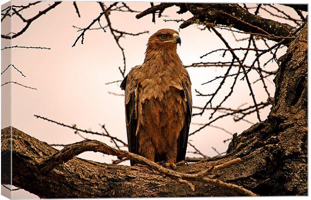 JST2631 African Tawny Eagle Canvas Print by Jim Tampin
