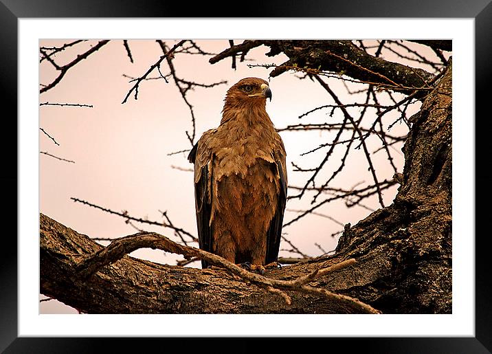 JST2631 African Tawny Eagle Framed Mounted Print by Jim Tampin