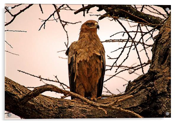 JST2631 African Tawny Eagle Acrylic by Jim Tampin