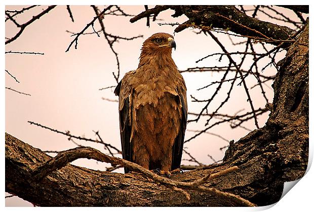 JST2631 African Tawny Eagle Print by Jim Tampin