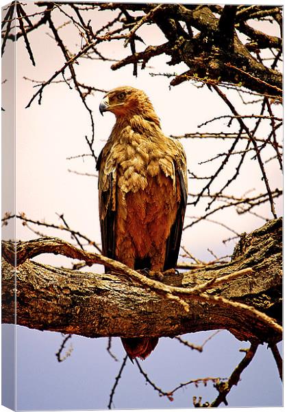 JST2632 African Tawny Eagle Canvas Print by Jim Tampin