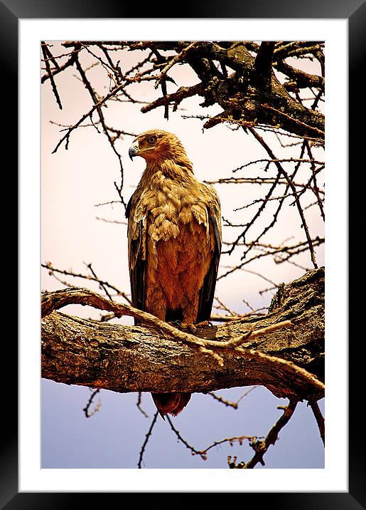 JST2632 African Tawny Eagle Framed Mounted Print by Jim Tampin