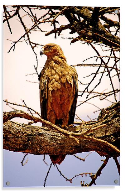 JST2632 African Tawny Eagle Acrylic by Jim Tampin