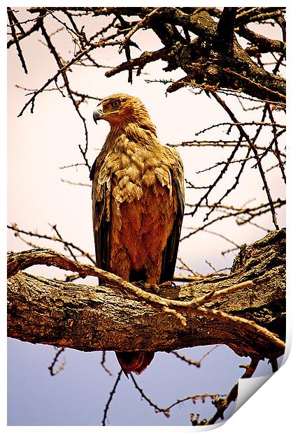 JST2632 African Tawny Eagle Print by Jim Tampin