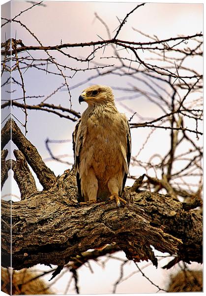 JT2633 Immature African Tawny Eagle Canvas Print by Jim Tampin