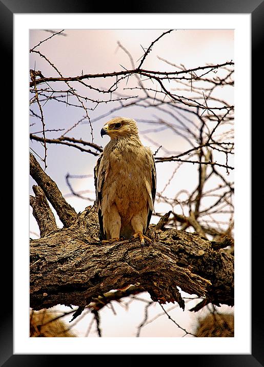 JT2633 Immature African Tawny Eagle Framed Mounted Print by Jim Tampin