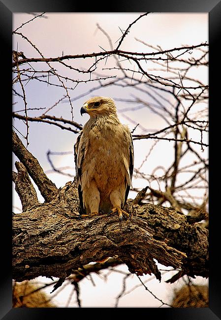 JT2633 Immature African Tawny Eagle Framed Print by Jim Tampin