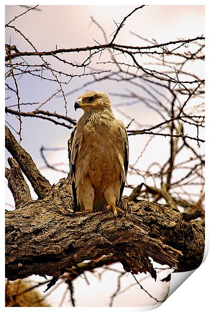 JT2633 Immature African Tawny Eagle Print by Jim Tampin