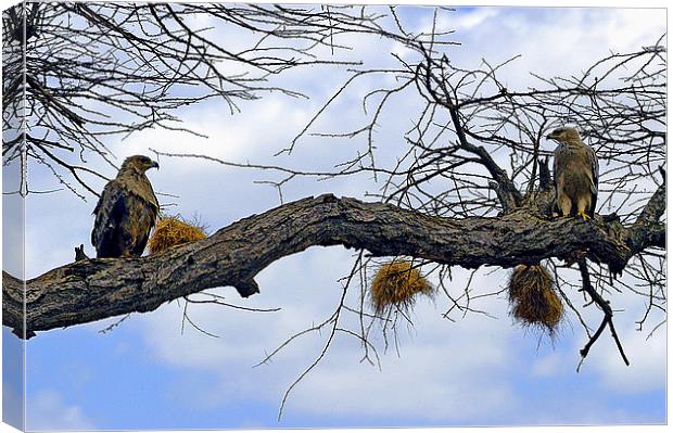 JST2634 African Tawny Eagles Canvas Print by Jim Tampin