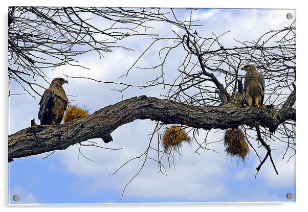 JST2634 African Tawny Eagles Acrylic by Jim Tampin