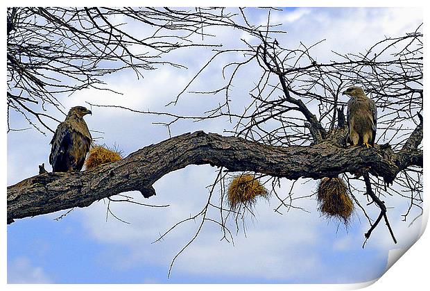 JST2634 African Tawny Eagles Print by Jim Tampin