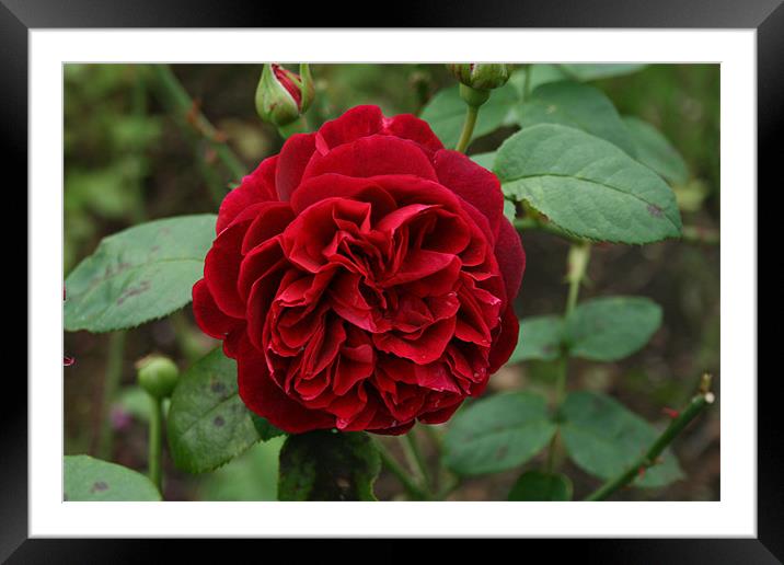 the red rose Framed Mounted Print by mark blower