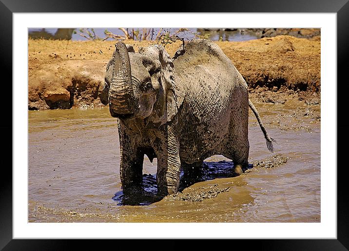 JST2637 Bath Time Framed Mounted Print by Jim Tampin