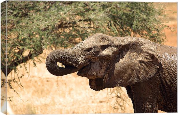 JST2638 African Elephant feeding Canvas Print by Jim Tampin