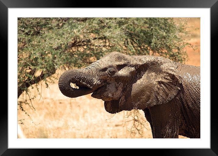 JST2638 African Elephant feeding Framed Mounted Print by Jim Tampin