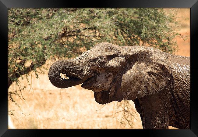 JST2638 African Elephant feeding Framed Print by Jim Tampin