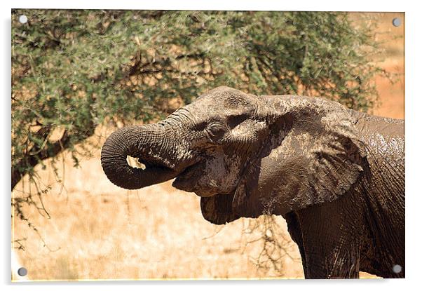 JST2638 African Elephant feeding Acrylic by Jim Tampin