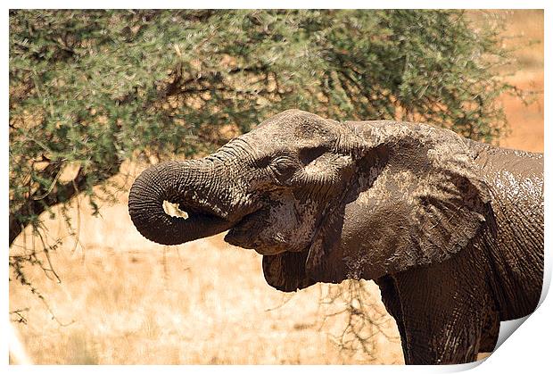 JST2638 African Elephant feeding Print by Jim Tampin