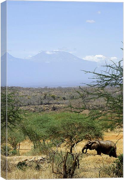 JST2639 African Elephant and Kilimamjro Canvas Print by Jim Tampin