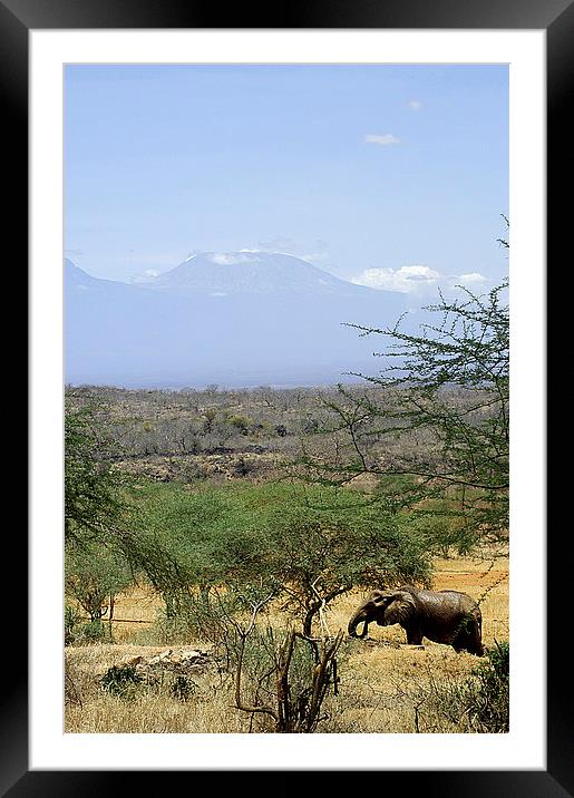 JST2639 African Elephant and Kilimamjro Framed Mounted Print by Jim Tampin