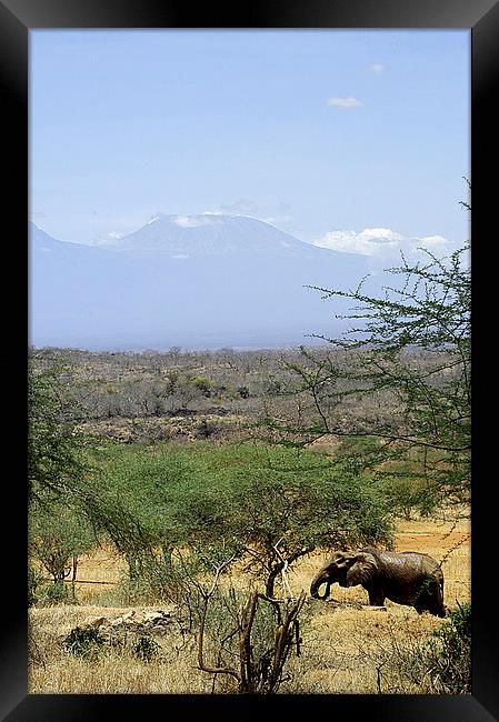 JST2639 African Elephant and Kilimamjro Framed Print by Jim Tampin