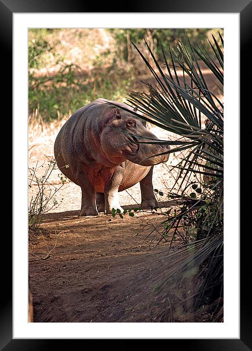 JST2640 Hippo returning to water Framed Mounted Print by Jim Tampin