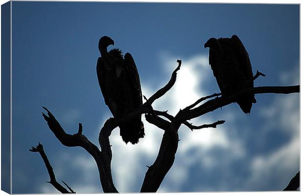 JST2645 Vulture silhouette Canvas Print by Jim Tampin