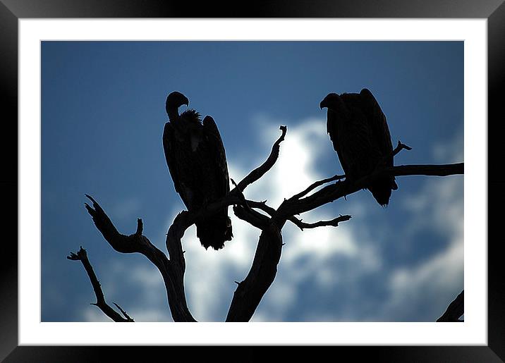 JST2645 Vulture silhouette Framed Mounted Print by Jim Tampin