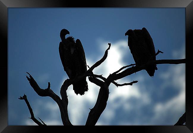 JST2645 Vulture silhouette Framed Print by Jim Tampin