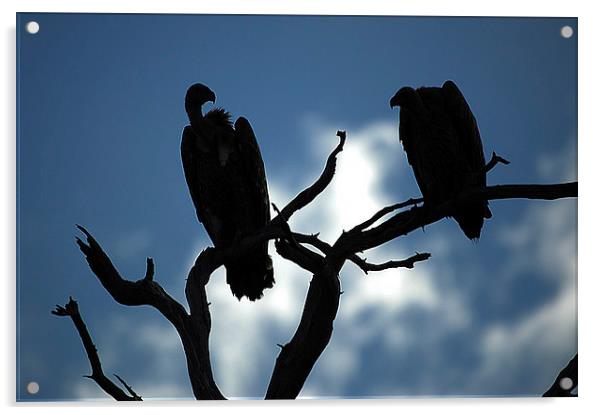 JST2645 Vulture silhouette Acrylic by Jim Tampin