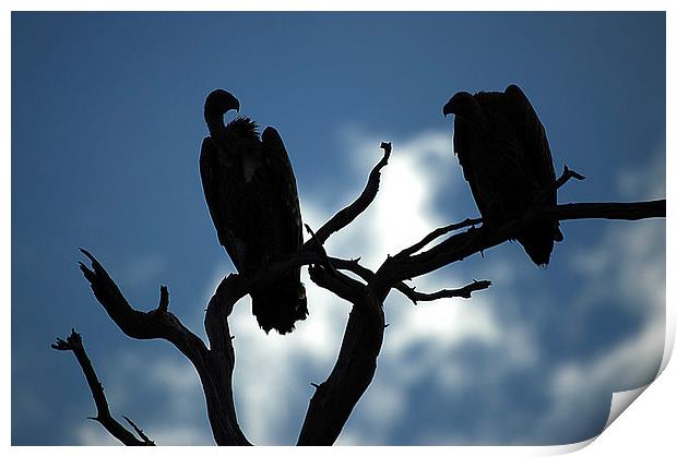 JST2645 Vulture silhouette Print by Jim Tampin