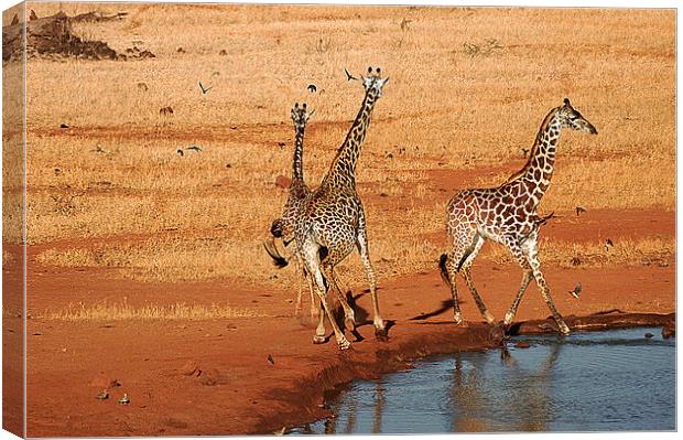 JST2646 Spooked Giraffe Canvas Print by Jim Tampin
