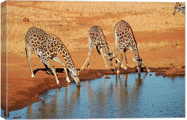 JST2648 Heads down Canvas Print by Jim Tampin