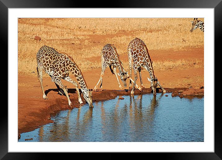 JST2648 Heads down Framed Mounted Print by Jim Tampin