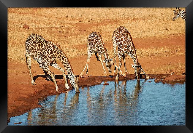 JST2648 Heads down Framed Print by Jim Tampin