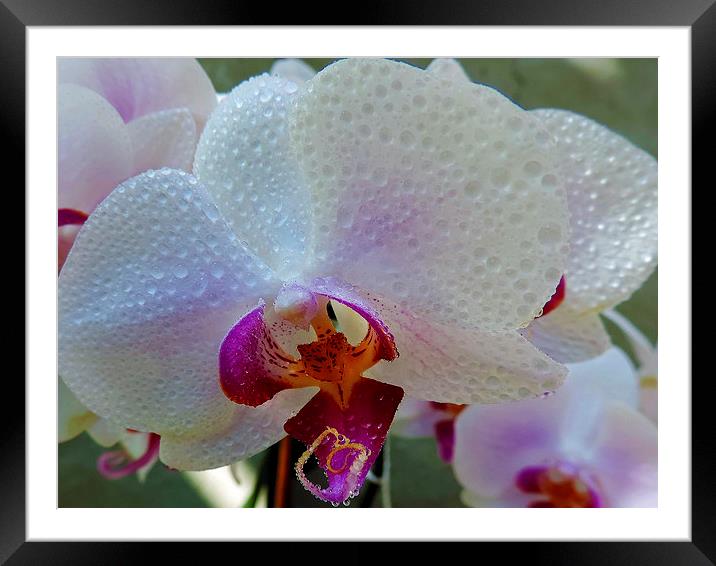 2385-beauty orchid Framed Mounted Print by elvira ladocki