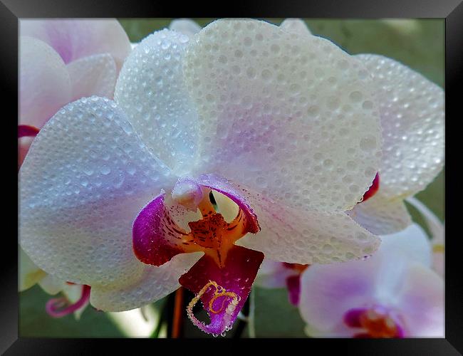 2385-beauty orchid Framed Print by elvira ladocki