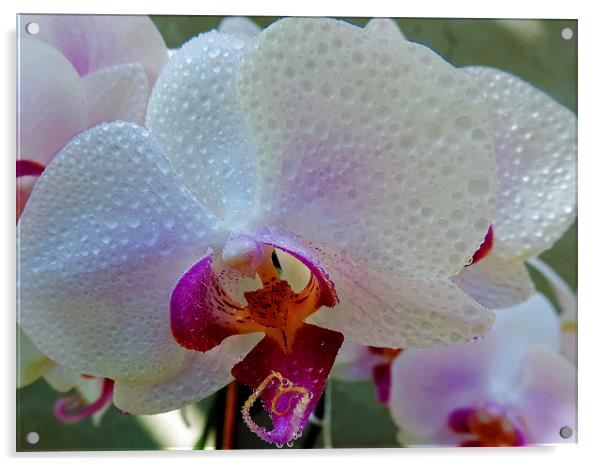 2385-beauty orchid Acrylic by elvira ladocki