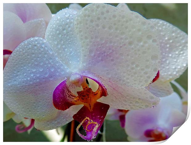2385-beauty orchid Print by elvira ladocki