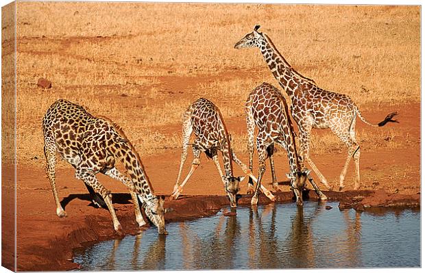 JST2649 Thirsty work Canvas Print by Jim Tampin