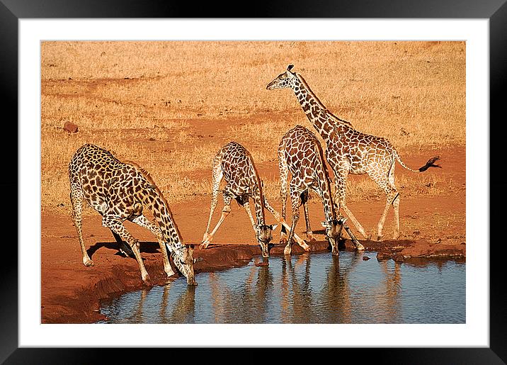 JST2649 Thirsty work Framed Mounted Print by Jim Tampin