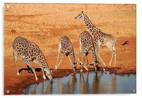 JST2649 Thirsty work Acrylic by Jim Tampin