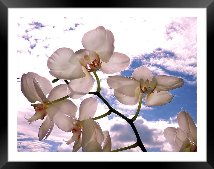 2388-orchid in clouds Framed Mounted Print by elvira ladocki