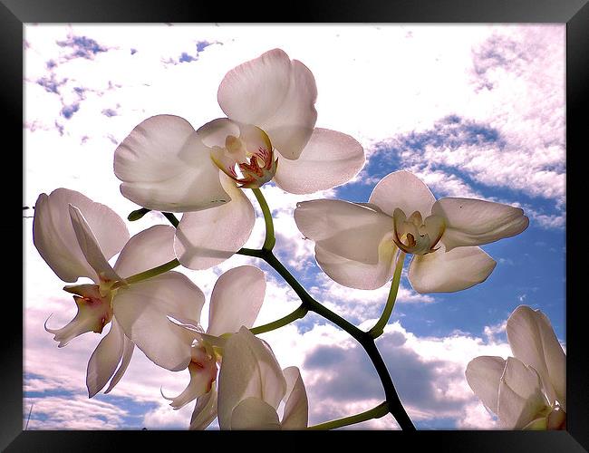 2388-orchid in clouds Framed Print by elvira ladocki