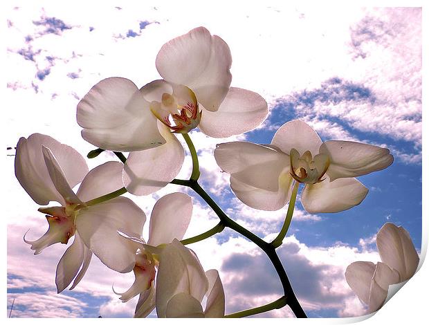 2388-orchid in clouds Print by elvira ladocki