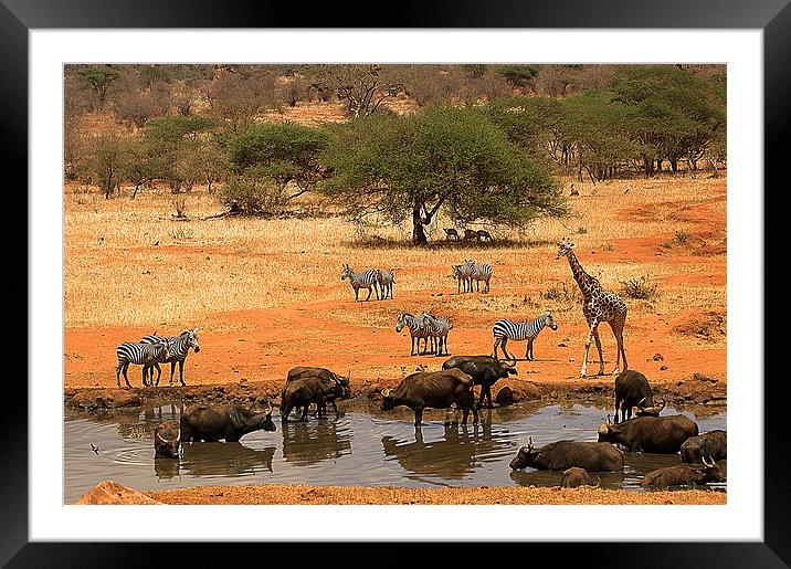 JST2651 The call of water Framed Mounted Print by Jim Tampin