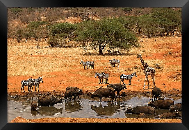 JST2651 The call of water Framed Print by Jim Tampin