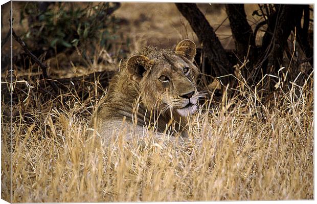 JST2652 Male Lion Canvas Print by Jim Tampin
